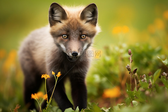 机警灵巧的小狐狸图片