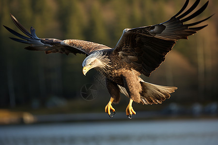 展翅捕猎中的秃鹰图片