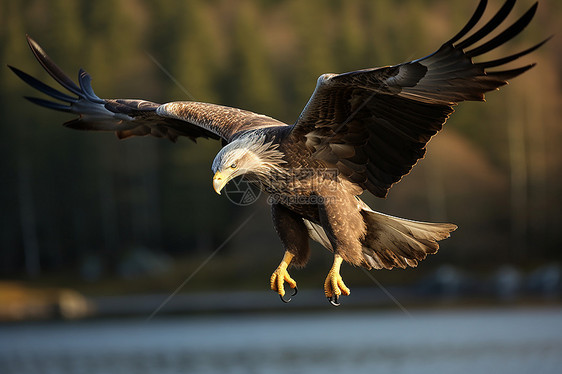 展翅捕猎中的秃鹰图片