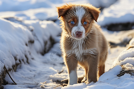 冬季雪地中的宠物狗狗图片