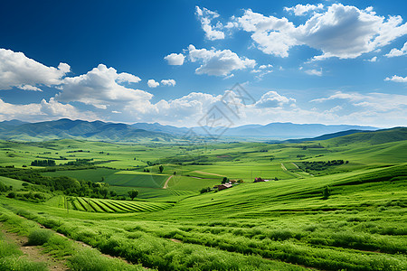 丰饶的乡村种植田野图片