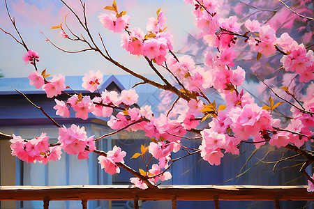 柔美的樱花背景图片