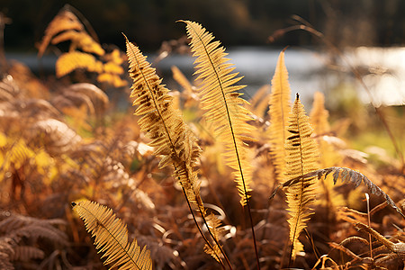 秋风拂过的黄草丛图片