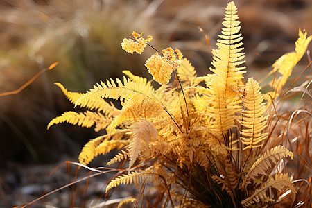 秋日草地上一丛黄花图片