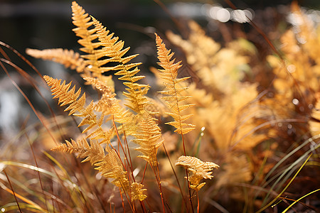 秋季金黄色的植物图片