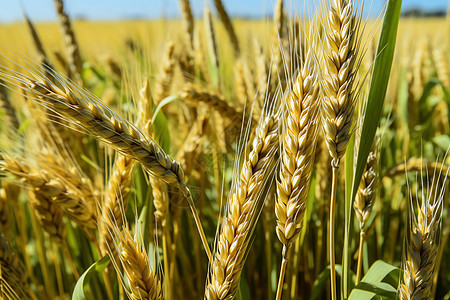 田野里成熟的麦田背景图片