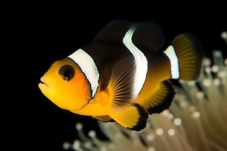 珊瑚上的小丑鱼背景图片