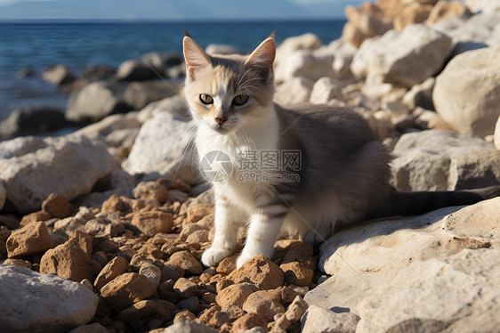岩石上的猫咪图片