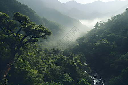 热带树林翠绿树林背景