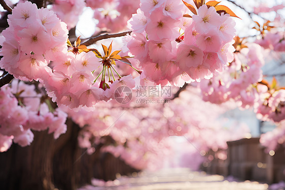 盛开的粉色樱花树图片