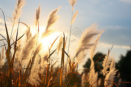 夕阳下的芦苇图片