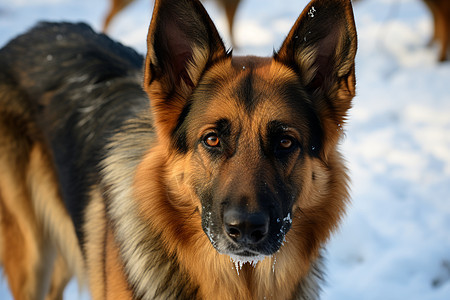 忠诚的牧羊犬坐在雪地里图片