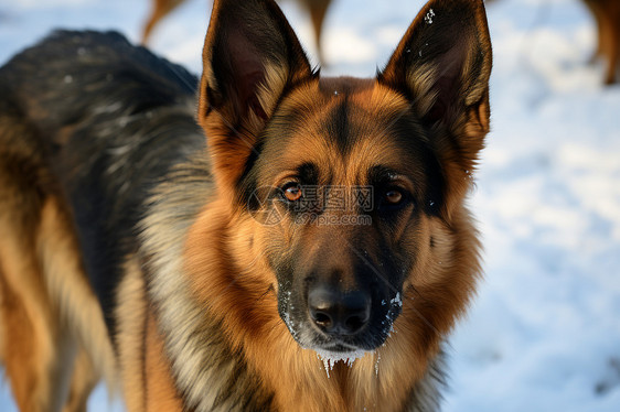 忠诚的牧羊犬坐在雪地里图片