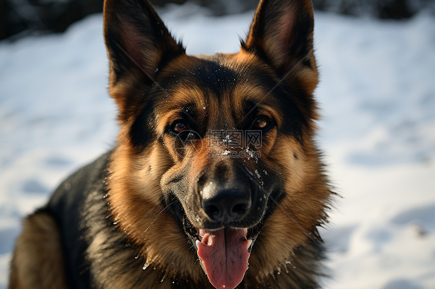 雪地上的牧羊犬图片