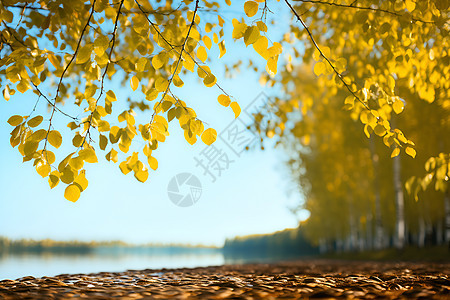 金黄树叶背景图片