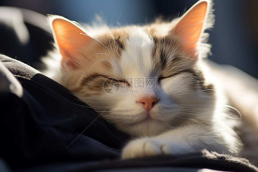猫咪温暖的午睡图片