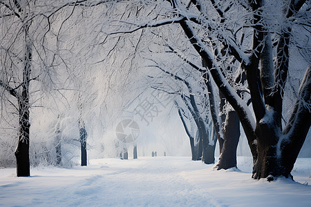 树林里的雪地图片