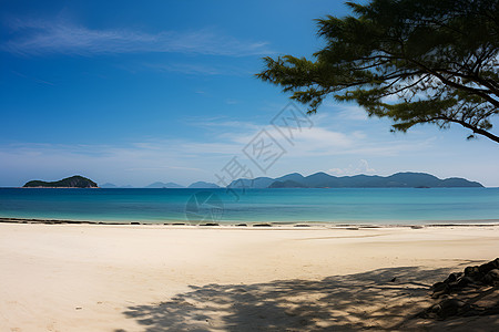 海边沙滩上的树高清图片