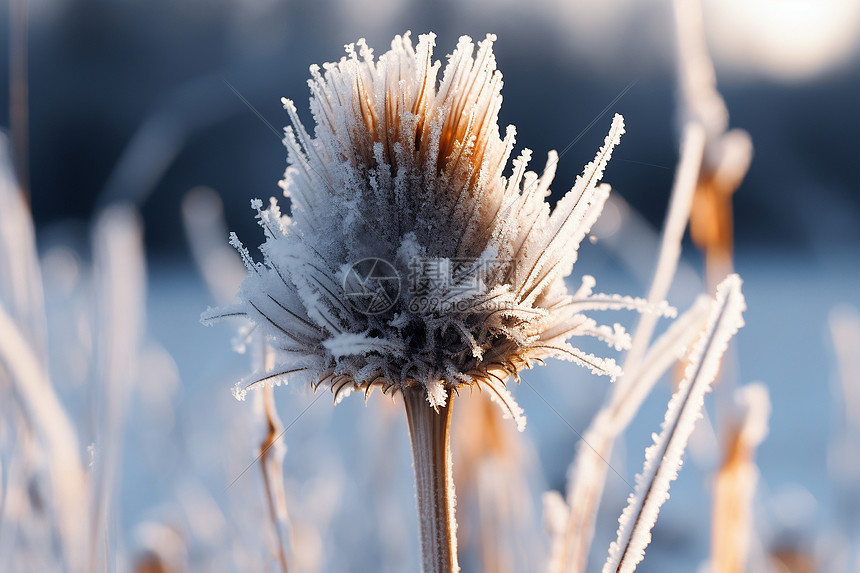 荒野里覆雪的杂草图片