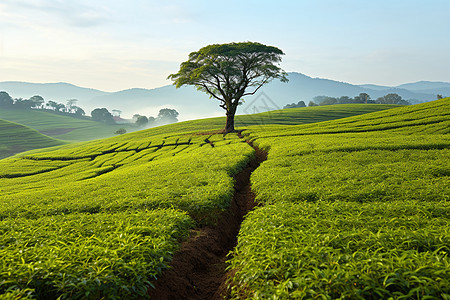 树下的茶园图片