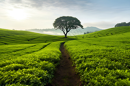 大树茶茶园里的树背景