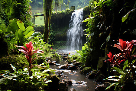 热带森林中的瀑布图片