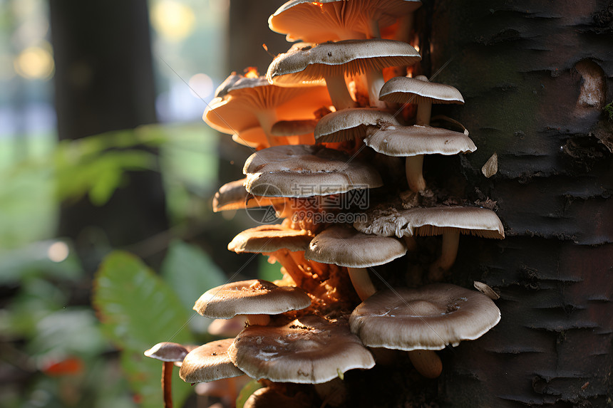 野生的菌类蘑菇图片