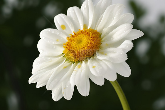 夏季花园中绽放的洋甘菊图片