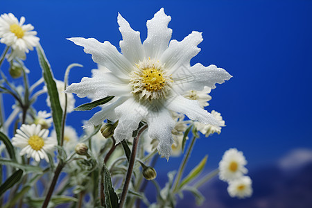 美丽的雪绒花花朵背景图片