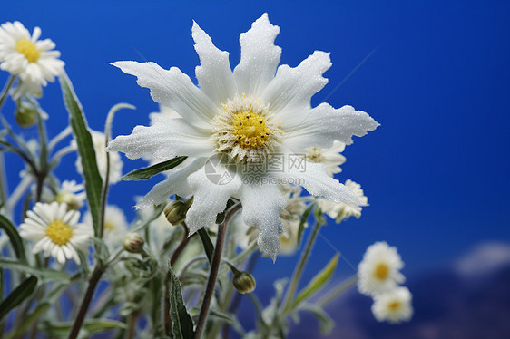 美丽的雪绒花花朵图片