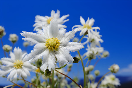 蓝天下的雪绒花花朵背景图片