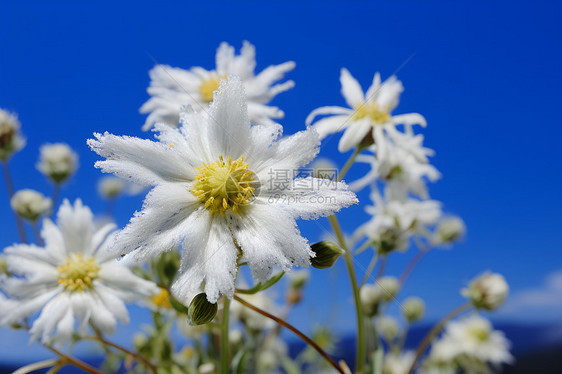 蓝天下的雪绒花花朵图片