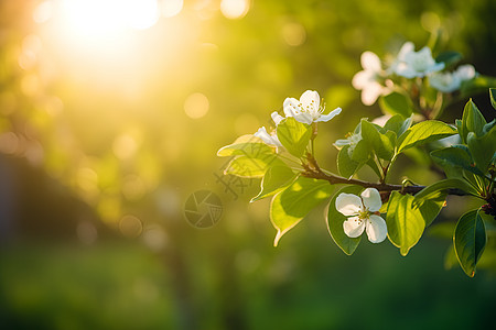 绿意盎然的花园景观图片