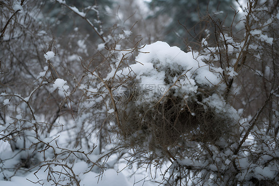 白雪皑皑的冬季树挂景观图片