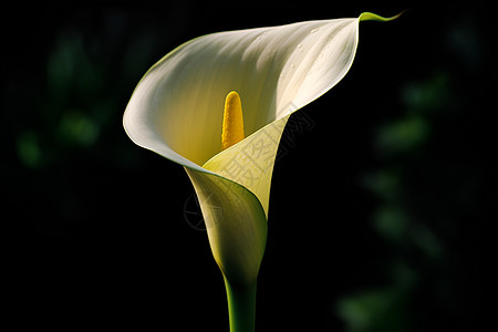 清新绽放的百合花花朵背景图片