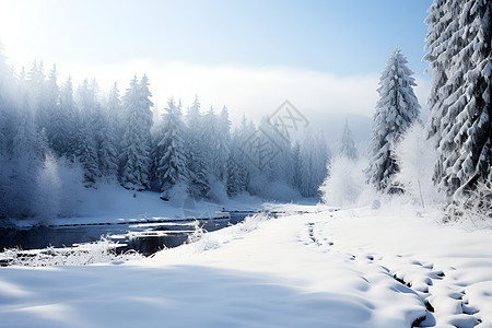 冬季白雪覆盖的丛林景观图片