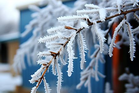 寒冷冬季霜冻的树枝背景图片