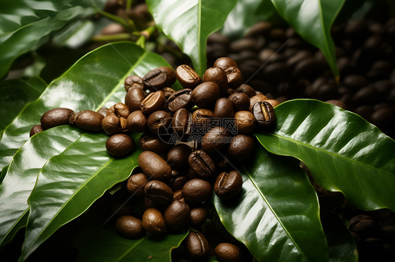 香醇美味的咖啡豆图片