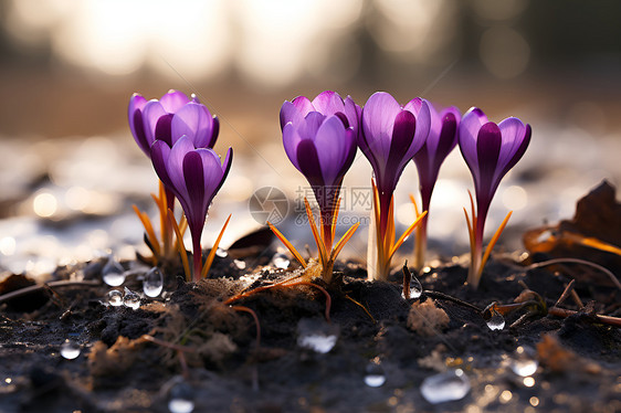 冬季花园中绽放的雪莲花图片