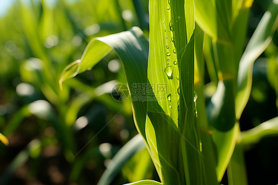 户外农田里面的玉米叶子图片