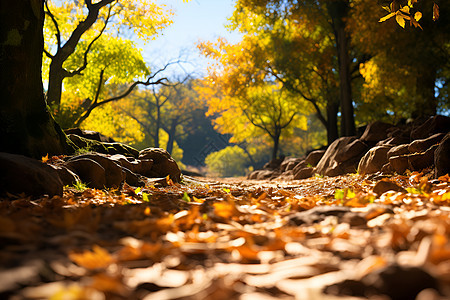 秋季户外金黄的树叶背景图片