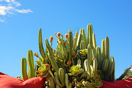 户外种植的仙人掌植物背景图片