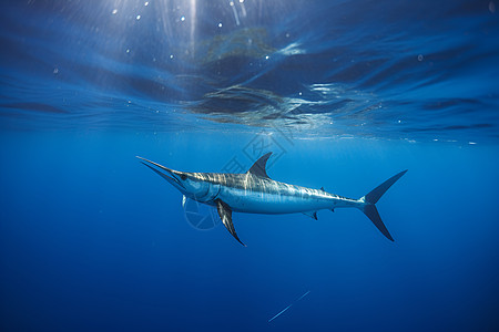 深海中游荡的鲨鱼图片