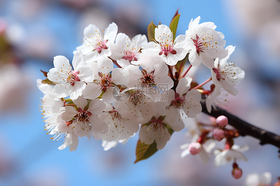 枝干的白色樱花图片
