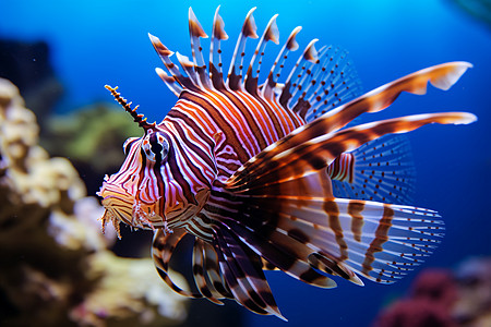 海底珊瑚美丽的狮子鱼背景