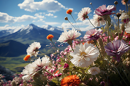 草地上的鲜花背景图片