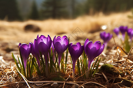 盛开的紫色花朵背景图片