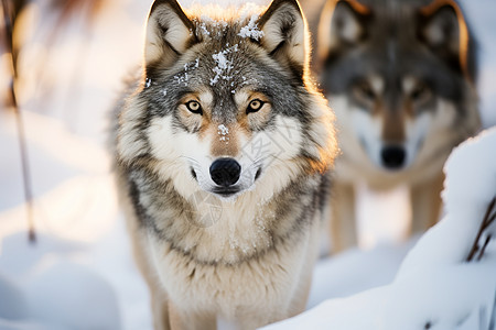 冬天的狼群图片