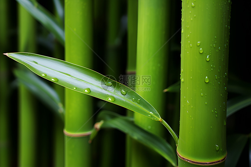 水滴点缀下的竹海图片