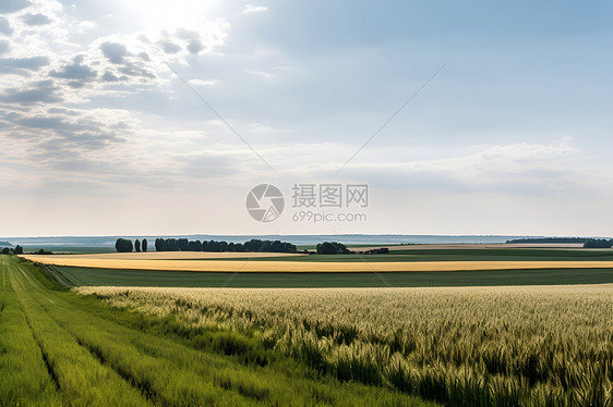 绿草如茵的田野景观图片